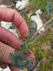 Pelargonium tabulare