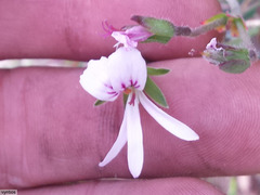 Pelargonium tabulare