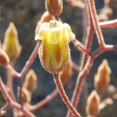 Tylecodon reticulatus