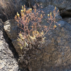 Tylecodon reticulatus