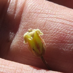 Tylecodon reticulatus