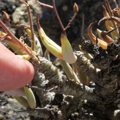 Tylecodon reticulatus