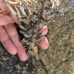 Tylecodon reticulatus
