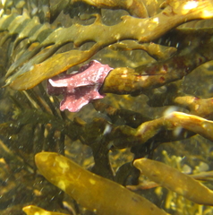 Carpophyllum maschalocarpum