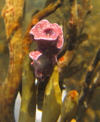 Carpophyllum maschalocarpum