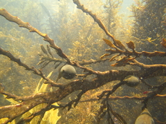 Carpophyllum maschalocarpum