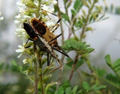 Zelus janus