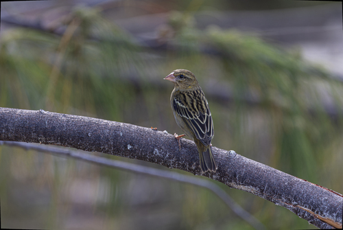 Seychelles Fody (Foudia sechellarum)