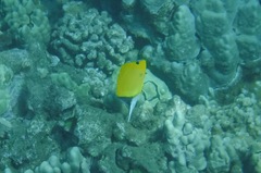 Forcipiger longirostris