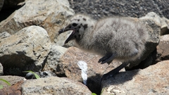Larus dominicanus dominicanus