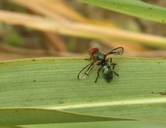Senopterina caerulescens