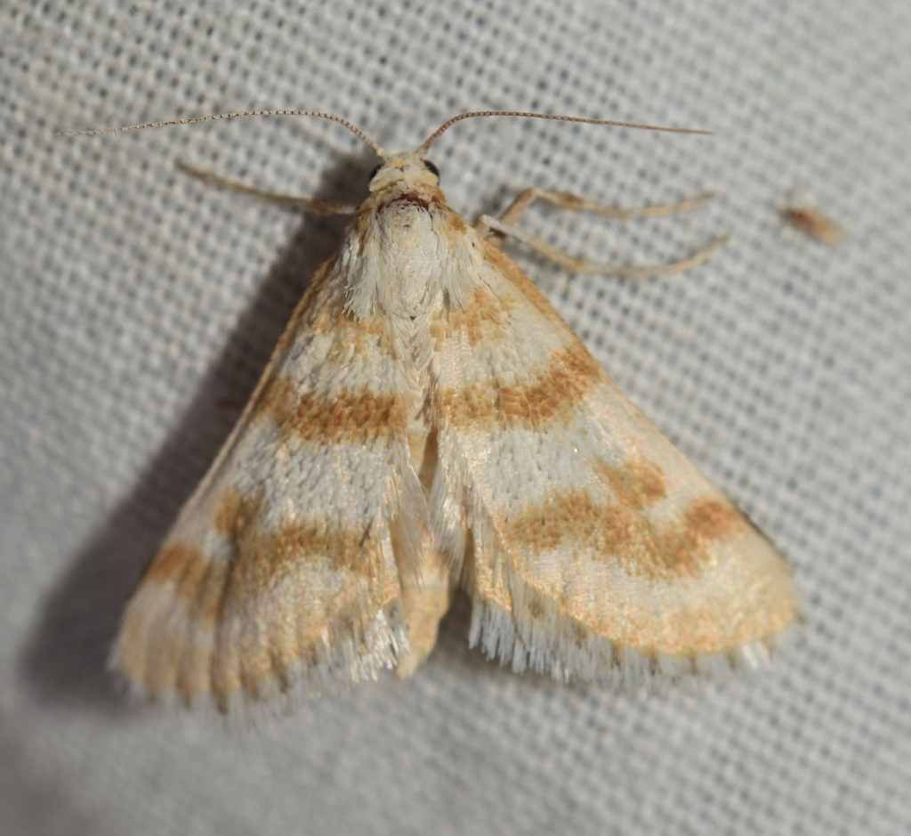 Metasia hymenalis