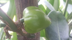 Phaleria macrocarpa