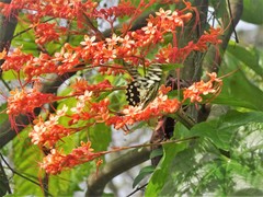 Papilio demoleus malayanus