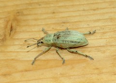 Compsus auricephalus