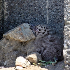 Larus dominicanus dominicanus