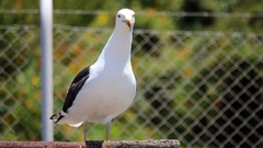 Larus dominicanus dominicanus