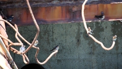 Hirundo neoxena