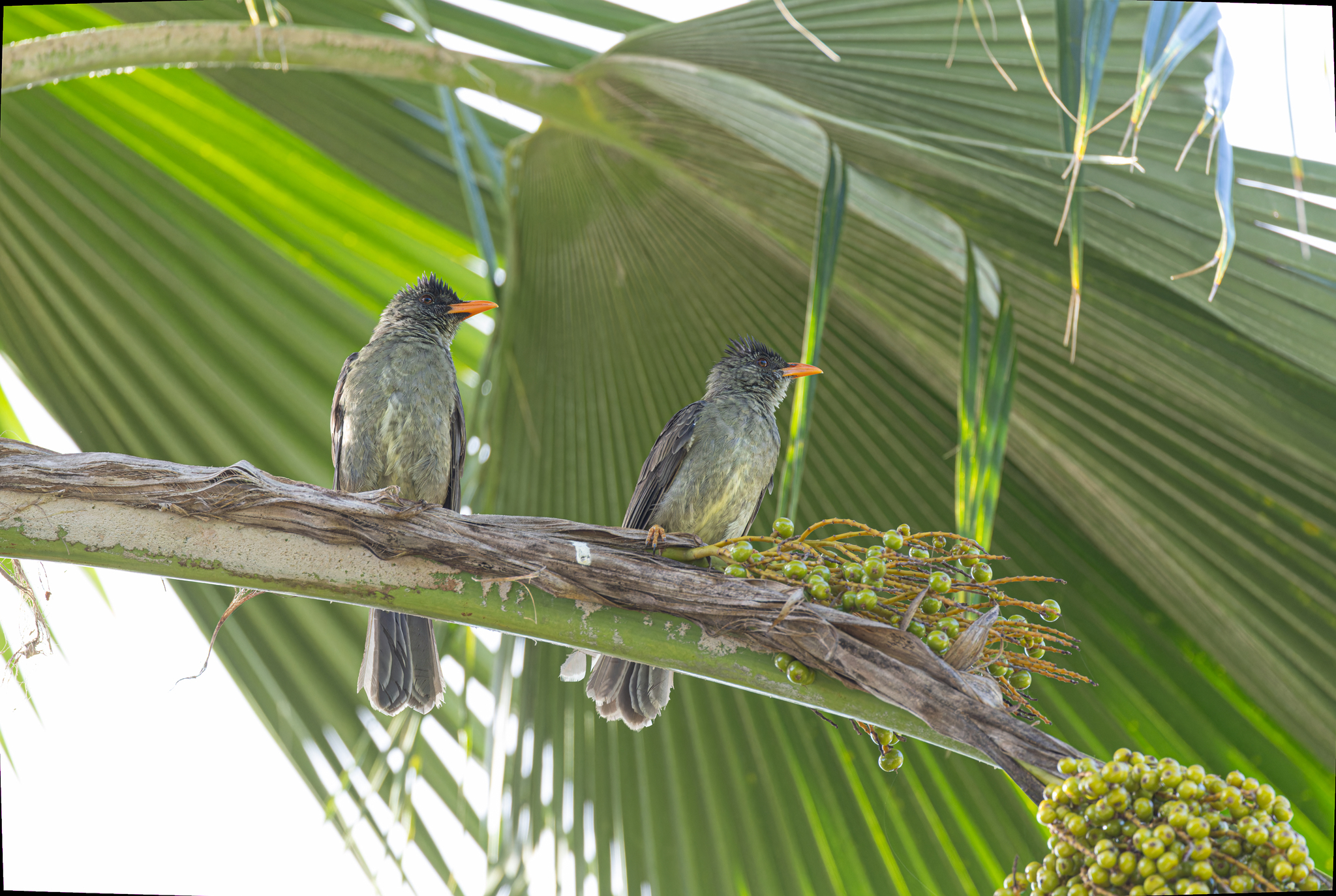 Seychelles Bulbul illustration