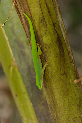 Seychelles Giant Day Gecko
