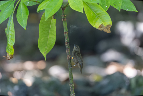 Seychelles Fody (Foudia sechellarum), photo 3