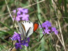 Colotis antevippe gavisa