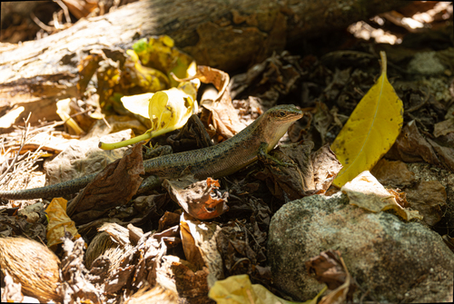 Wright's Mabuya, Trachylepis wrightii