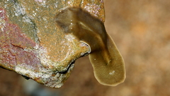 Brown Flatworm