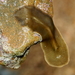 Notoplana australis - Photo (c) Alan Melville, alguns direitos reservados (CC BY-SA), uploaded by Alan Melville