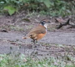 Pterorhinus pectoralis