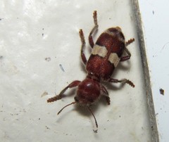 Enoclerus quadrisignatus