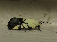 Eusceptis flavifrimbriata