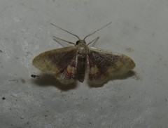 Idaea scintillularia