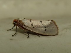 Enaemia atrolinea