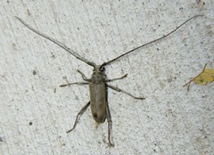 Susuacanga stigmatica