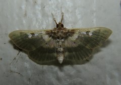 Apilocrocis brumalis