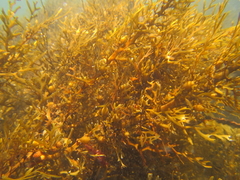 Carpophyllum plumosum