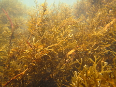 Carpophyllum plumosum