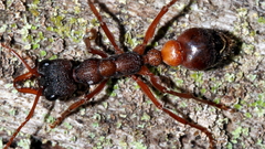 Myrmecia esuriens