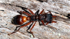 Myrmecia esuriens