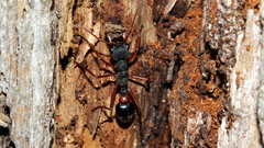 Myrmecia esuriens