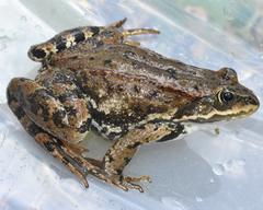 Columbia Spotted Frog photo 3