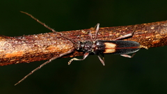 Epithora dorsalis
