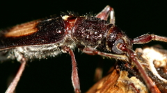 Epithora dorsalis