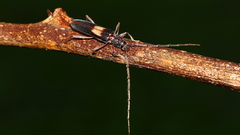 Epithora dorsalis