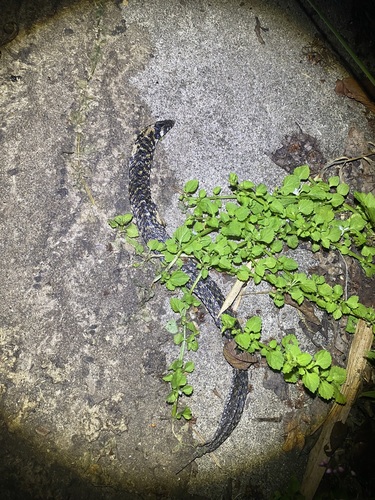 Delacour's Mountain Snake
