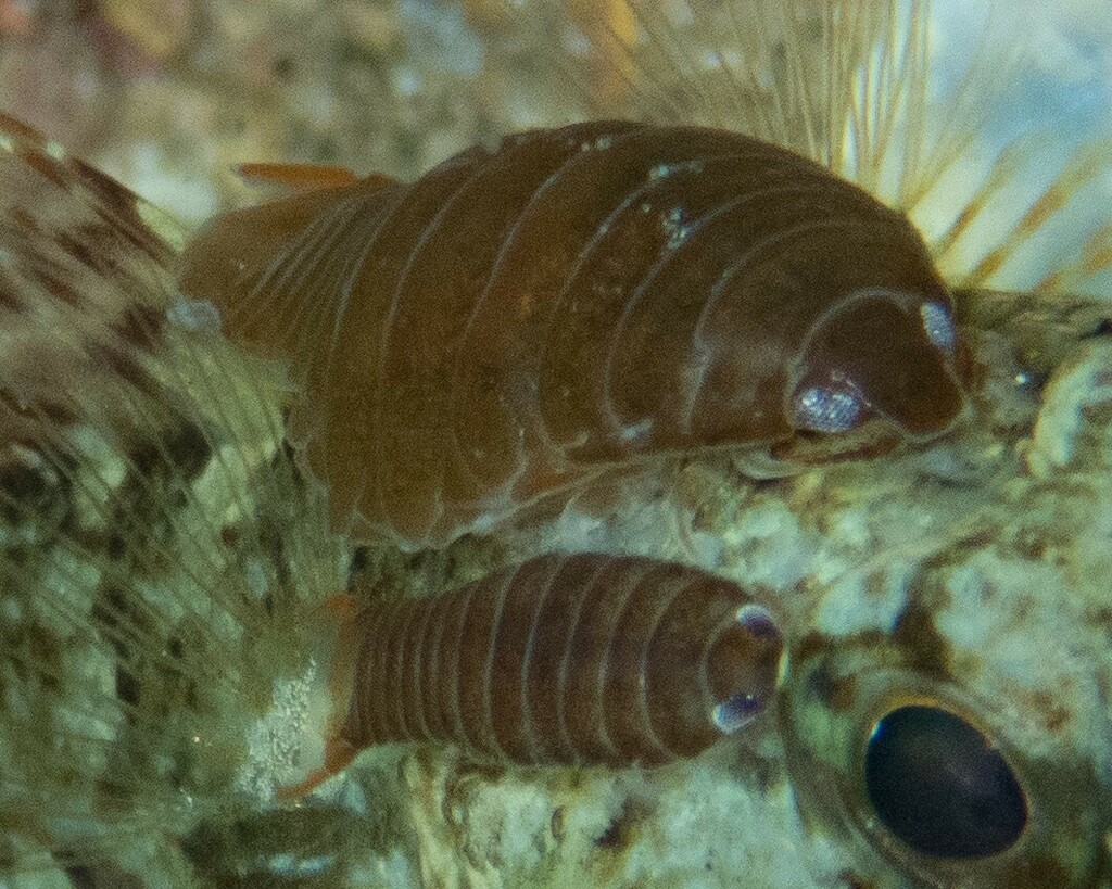 Large Parasitic Isopod