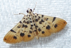 Pycnarmon alboflavalis
