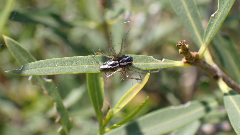 Oxyopes nigripalpis