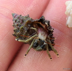 Calcinus guamensis